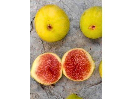 Ficus carica 'Cuello Dama Blanca'