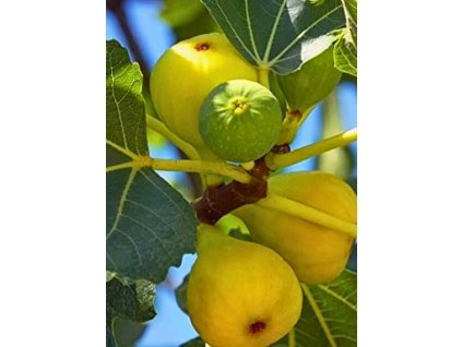 Ficus carica Gota de Miel