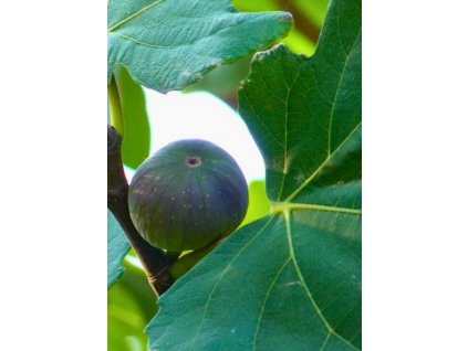 Ficus carica 'Napolitana Verde Siciliana'