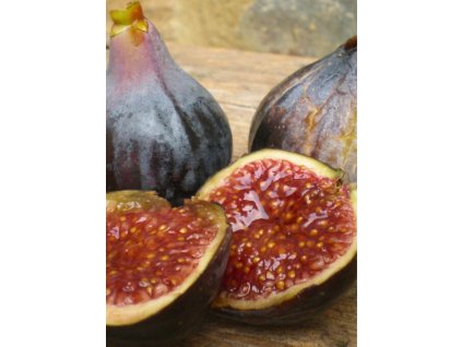 Ficus carica 'Cuello Dama Negra'