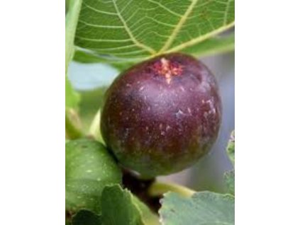 Ficus carica 'Brown Turkey'