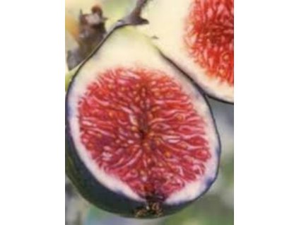 Ficus carica ‘Rouge de Bordeaux’