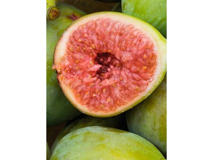 Ficus carica 'Madeleine von 2 Saisons'