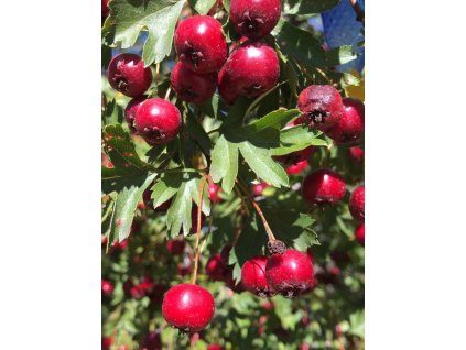 Crataegus azarolus s priemerom kmeňa 6 8 cm