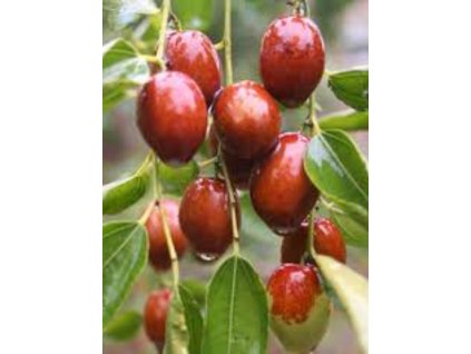 Ziziphus jujuba (Azufaifo)