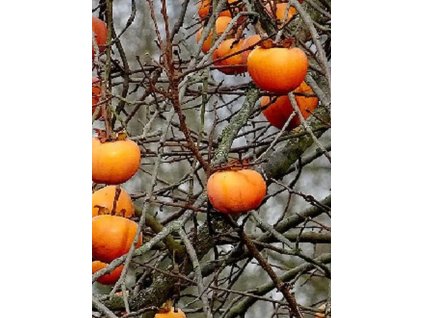 Diospyros kaki 'Bright Red' 1