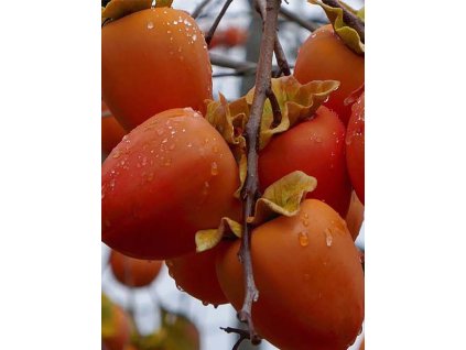 Diospyros kaki 'Sharon'