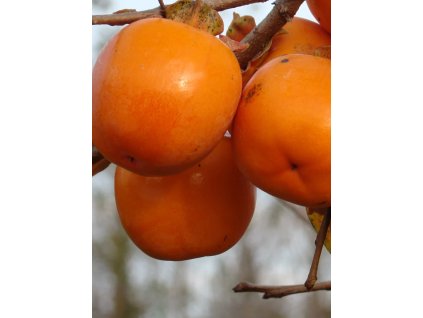 Diospyros kaki 'Tomatero'