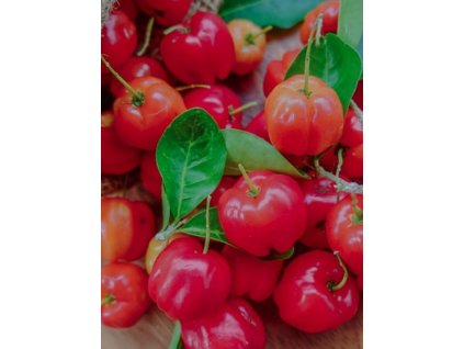 Acerola Red– Malpighia emarginata