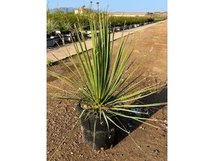 Dasylirium Serratifolium 15L