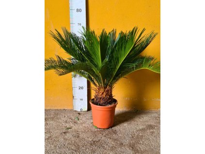 Cycas revoluta Ø19, s výškou kmeňa 10-12 cm