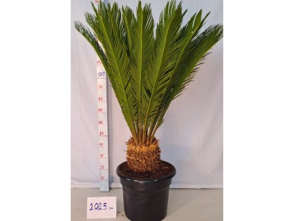 Cycas revoluta Premium 35l v celkovej výške 160 cm