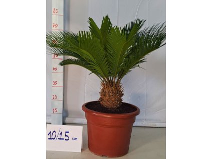 Cycas revoluta Premium 15l v celkovej výške 80 cm