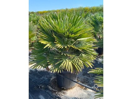 Chamaerops humilis 'Vulcano' 25l v celkovej výške 80 100 cm