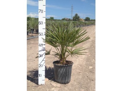 Chamaerops humilis 5 l (1)