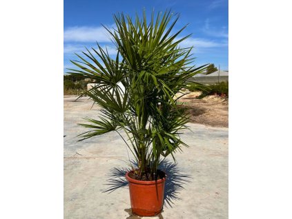 Chamaerops humilis 'Vulcano' 15 l v celkovej výške 80 100 cm