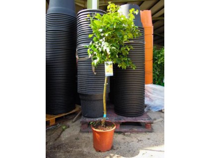 Citrónovník pravý (Citrus limon) s priemerom kmeňa 6-8 cm, v celkovej výške 160-200 cm