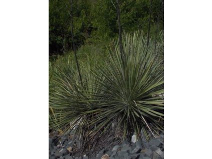 Yucca arkansana