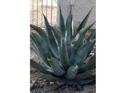 zarcenzis agave