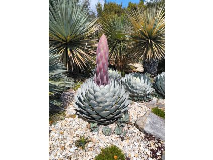 Agave parryi var. huachucensis Wakefield