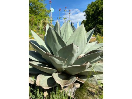 Agave ovatifolia 'Giant' semená