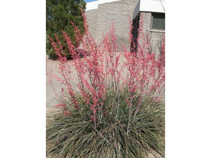 Hesperaloe parviflora semená