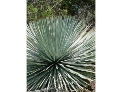 Hesperoyucca whipplei ‘Eremica’ 1