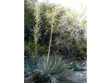 Hesperoyucca whipplei 'Caespitosa'