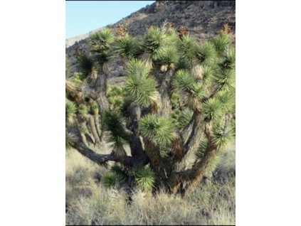 Yucca brevifolia var. jaegeriana ‘Blue’