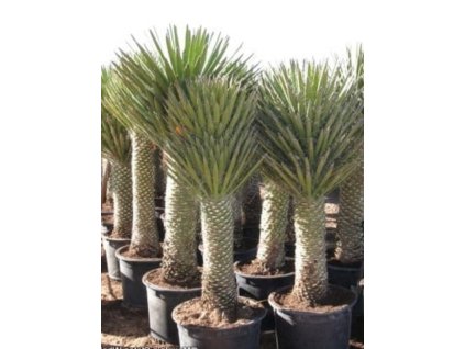 Yucca decipiens