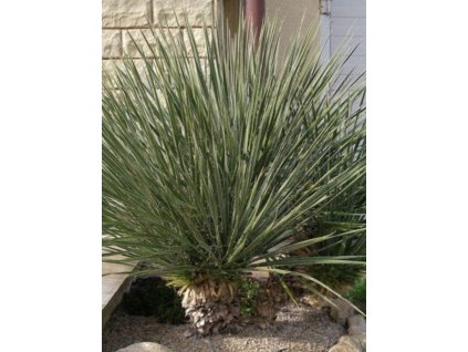 Yucca glauca