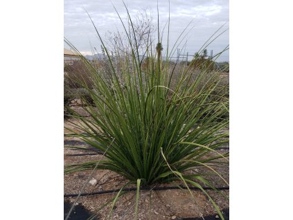 Hesperaloe campanulata 1