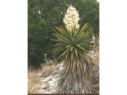 Yucca torreyi