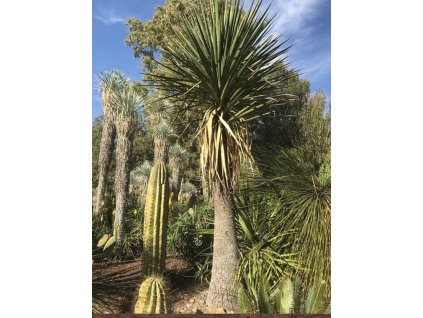 Yucca mixtecana