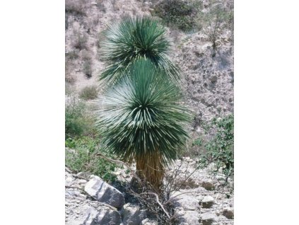 Yucca linearifolia