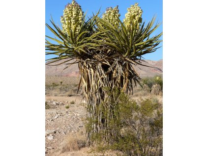 Yucca schidigera