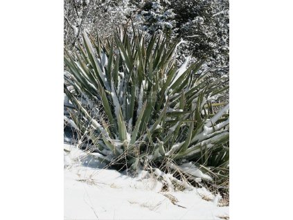 Yucca baccata var. vespertina