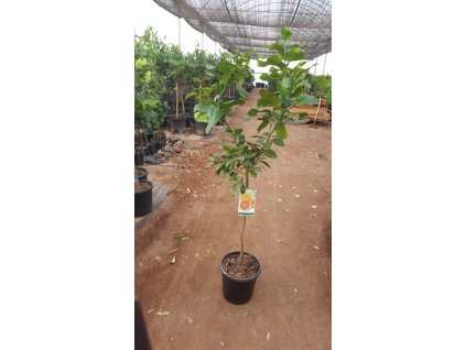 grapefruitovnik citrus paradisi s priemerom kmena 6 8 cm v celkovej vyske 160 200 cm