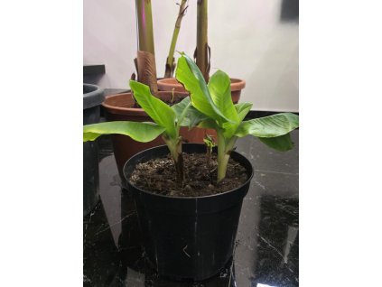 bananovnik musa dwarf cavendish 3 odnoze 1