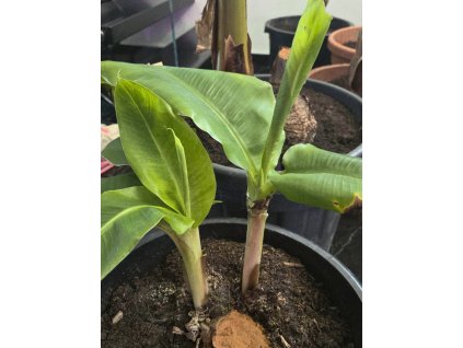 bananovnik musa dwarf cavendish 2 odnoze 1
