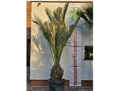 Phoenix dactylifera ilustračná fotka dospelej rastliny