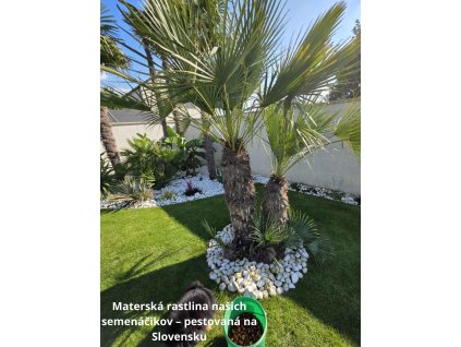 Chamaerops humilis Cerifera mladý semenáčik