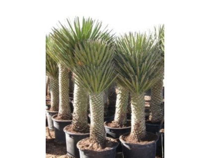 Yucca decipiens ilustračná fotka dospelej rastliny