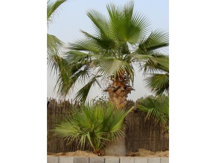 Washingtonia filifera ilustračný obrázok dospelej rastliny