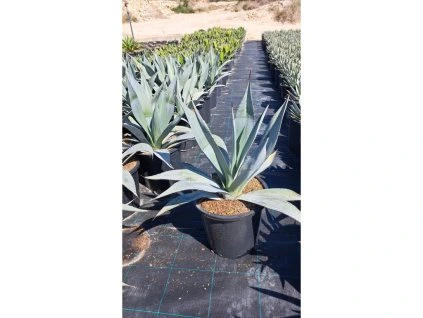 Agave winteriana