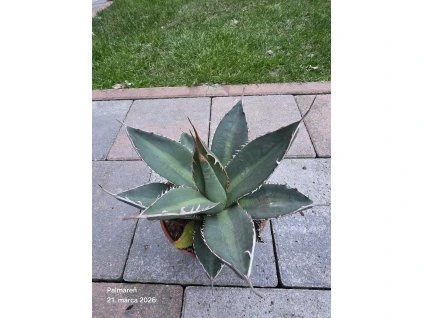 b27a22e5 15d0 4af0 ae61 628681936fd2