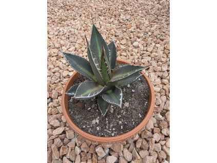 Agave impressa ‘Impressive’ v šírke 18 cm 3