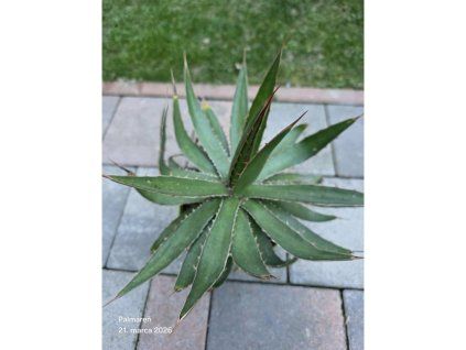 Agave garciae-mendozae v šírke 30 cm