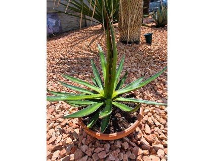 Agave garciae mendozae v šírke 38 cm 1