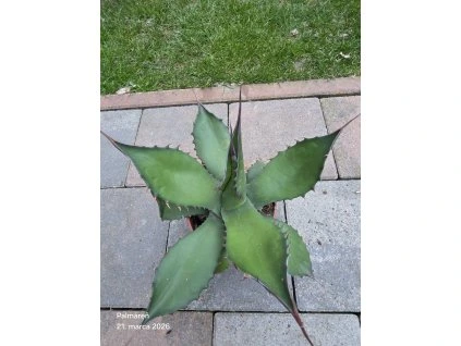 Agave flexispina v šírke 30 cm